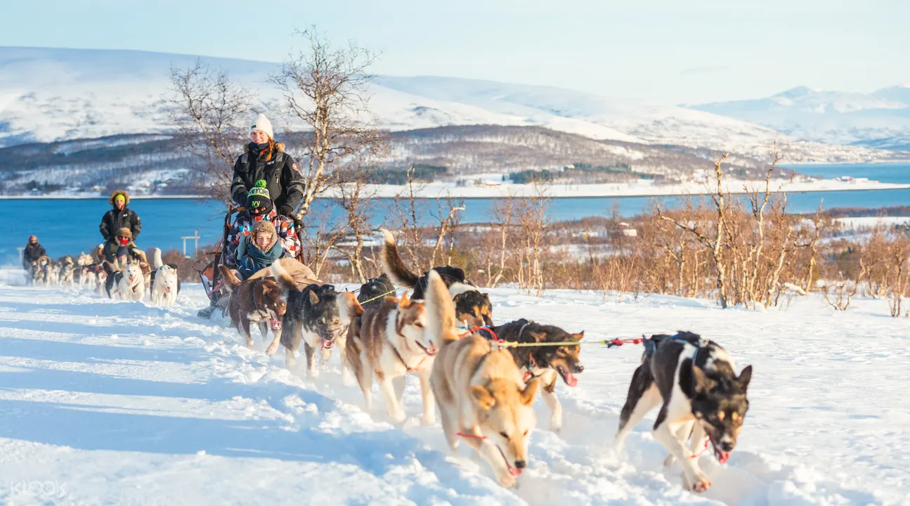 Book Husky Dog Sledding Tour Tromso Norway Klook India
