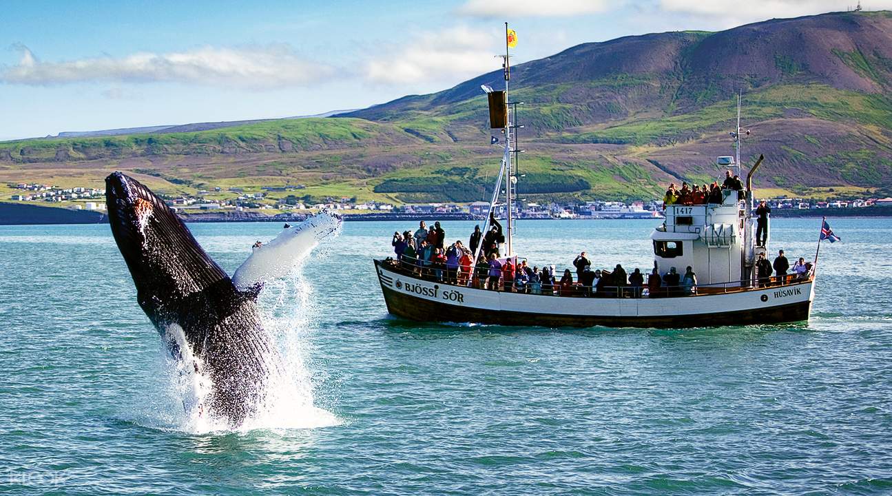 best iceland whale watching tour