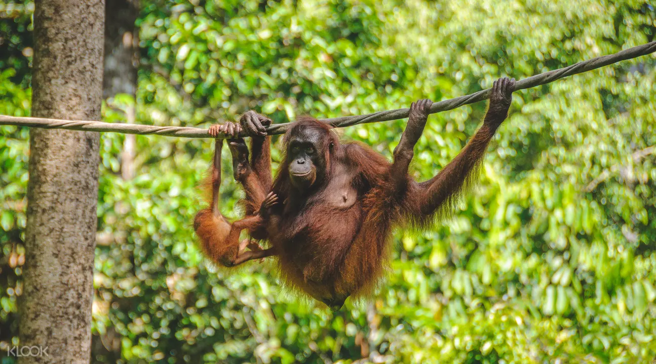 西必洛猿人保護區半日游