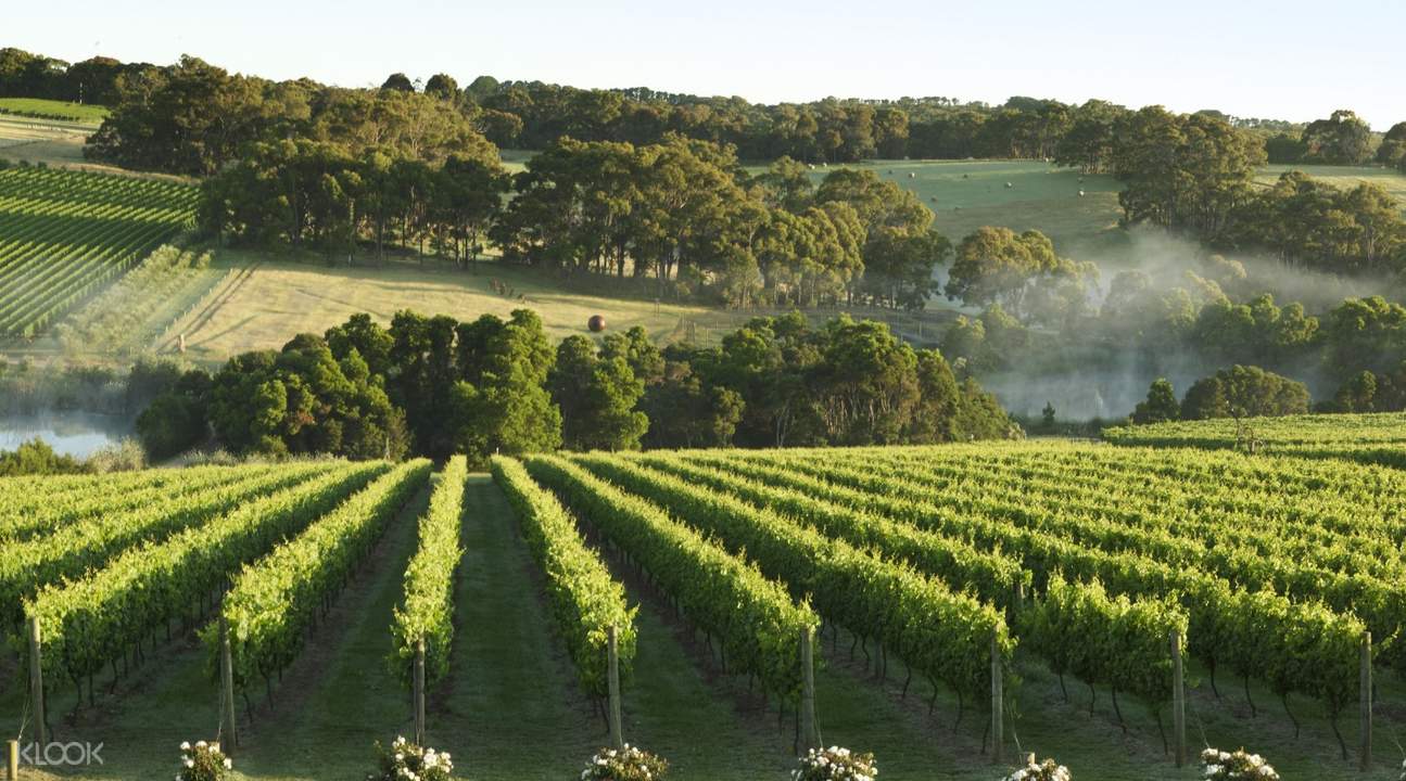 Mornington Peninsula Wine & Cheese Tour Klook Australia