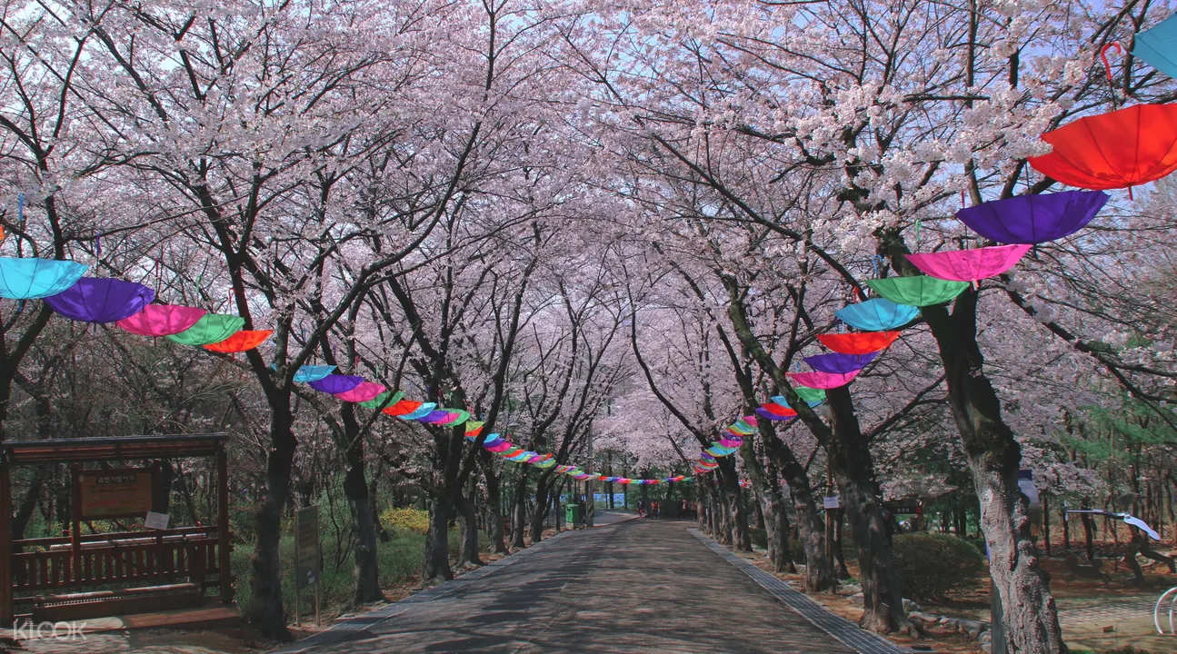櫻花雪
