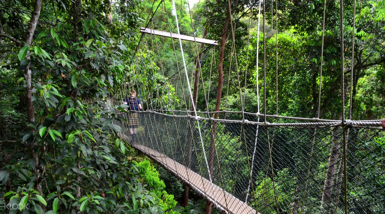 Taman Negara National Park Day Tours Klook Malaysia