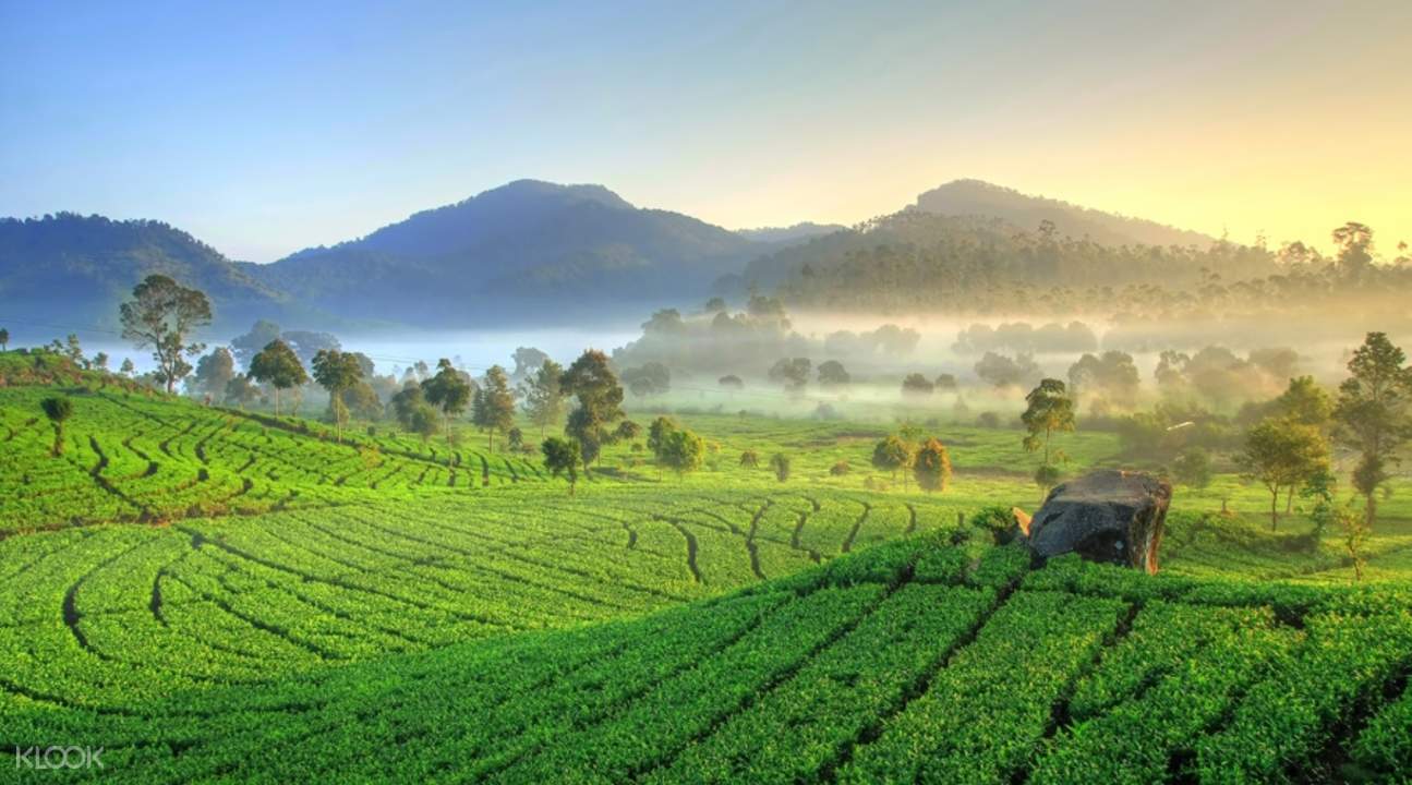 Ciri Kebun Teh Kemuning
