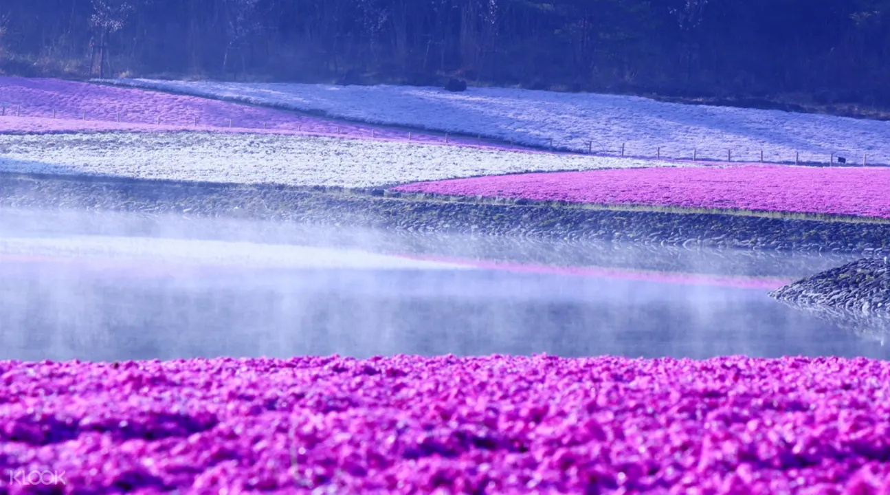 富士芝櫻