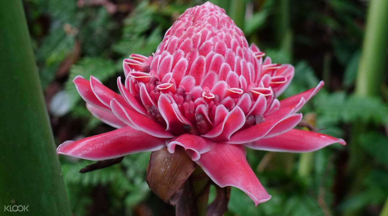 马来西亚珍稀植物图片