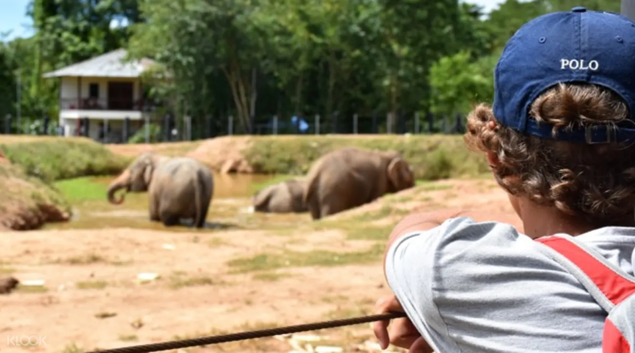 野生動物之友基金會大象看護體驗