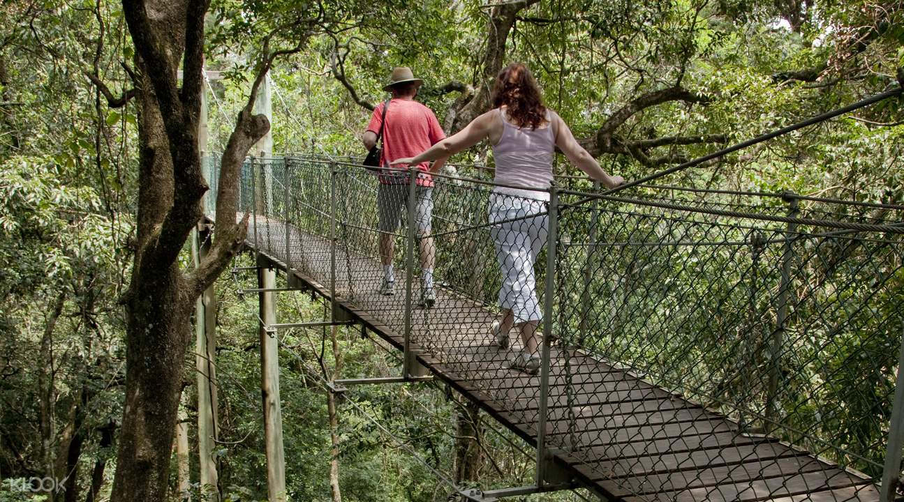 Рейли рейл. Treetop Walking.