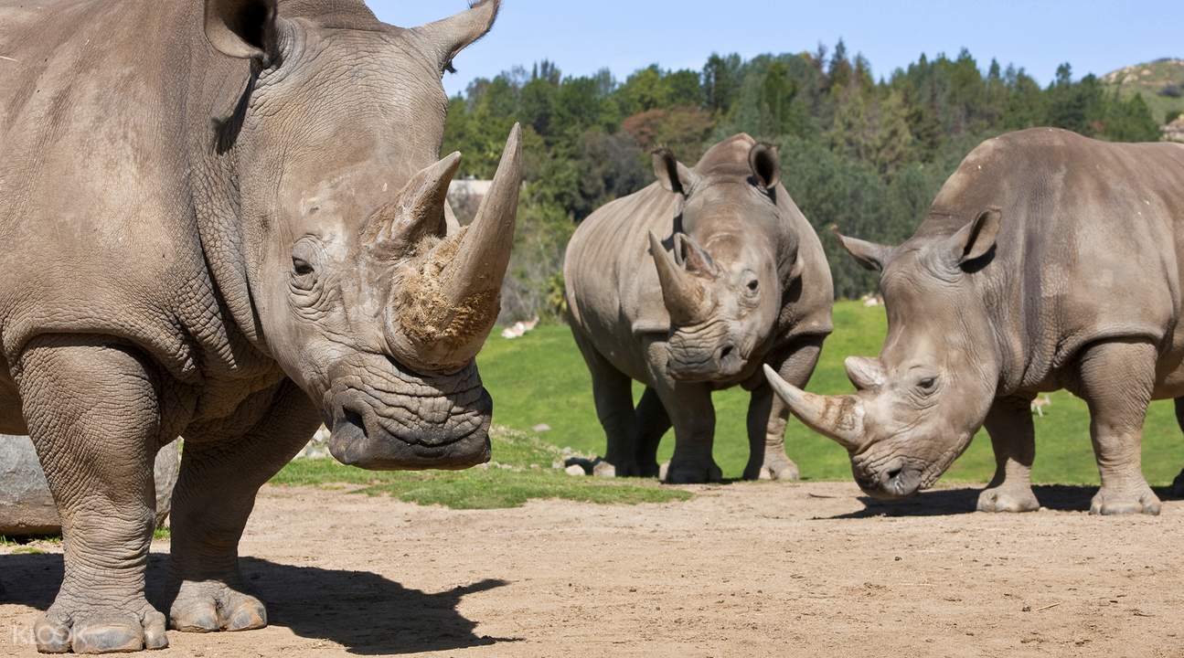 Web san diego zoo tours. [SALE] San Diego Zoo Safari Park Admission Ticket Ticket KD