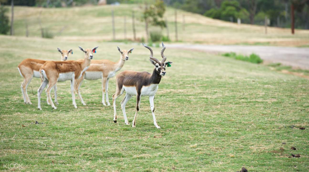 Werribee Open Range Zoo General Entry