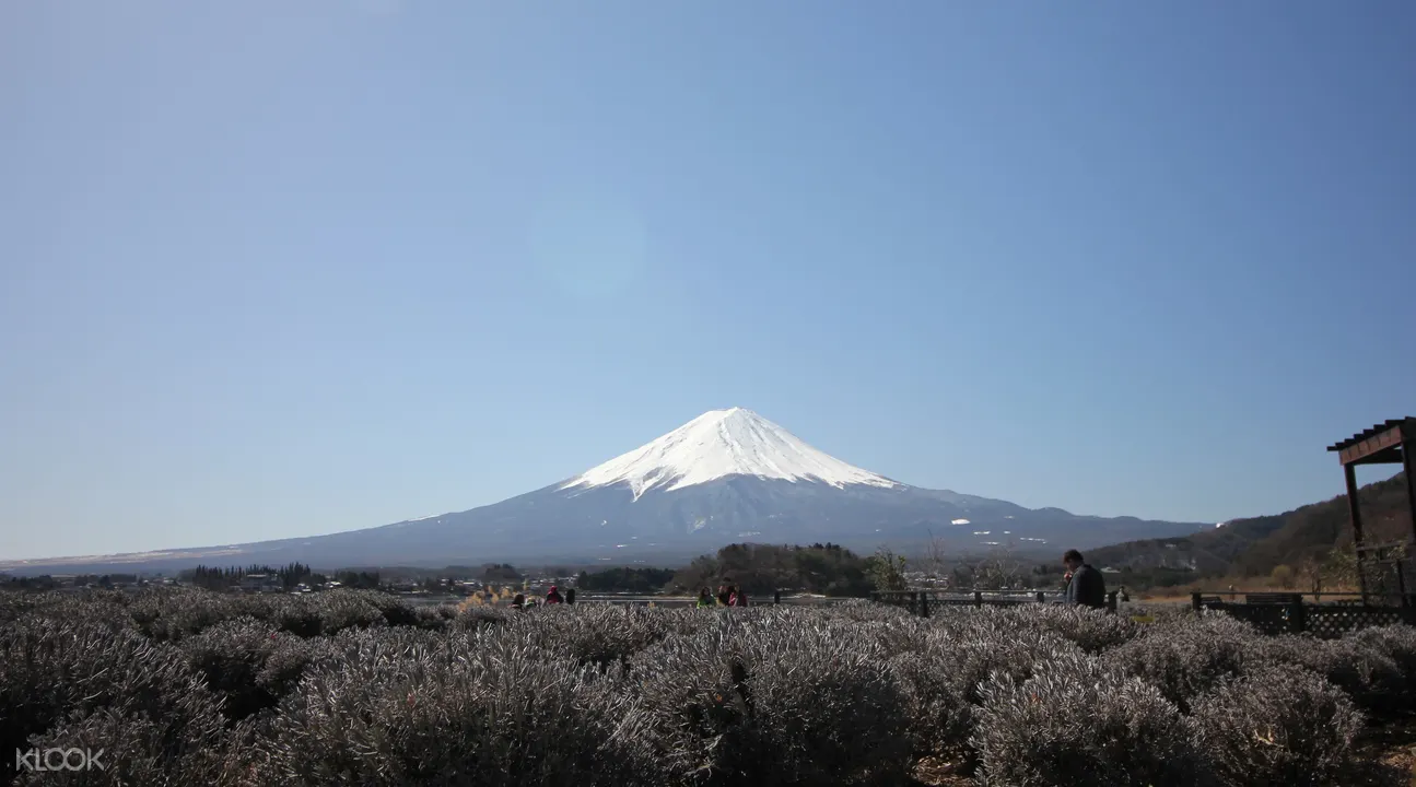 東京富士風情一日遊（河口湖、忍野八海、富士山五合目）