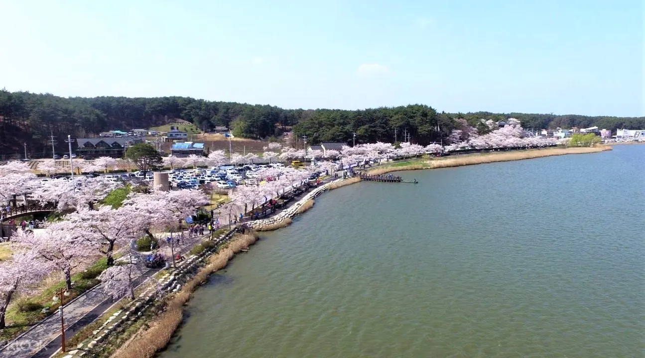 鏡浦台賞櫻