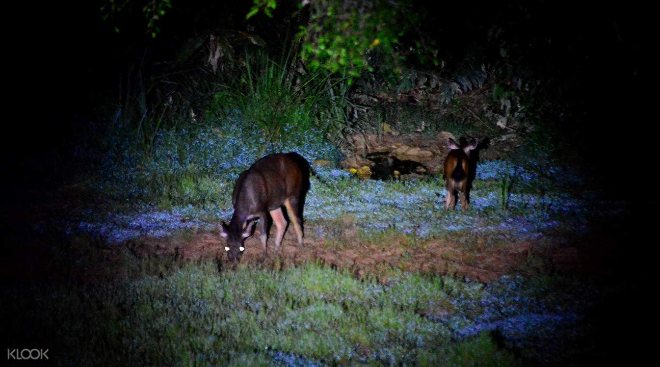 Taman Negara National Park Overnight Tours