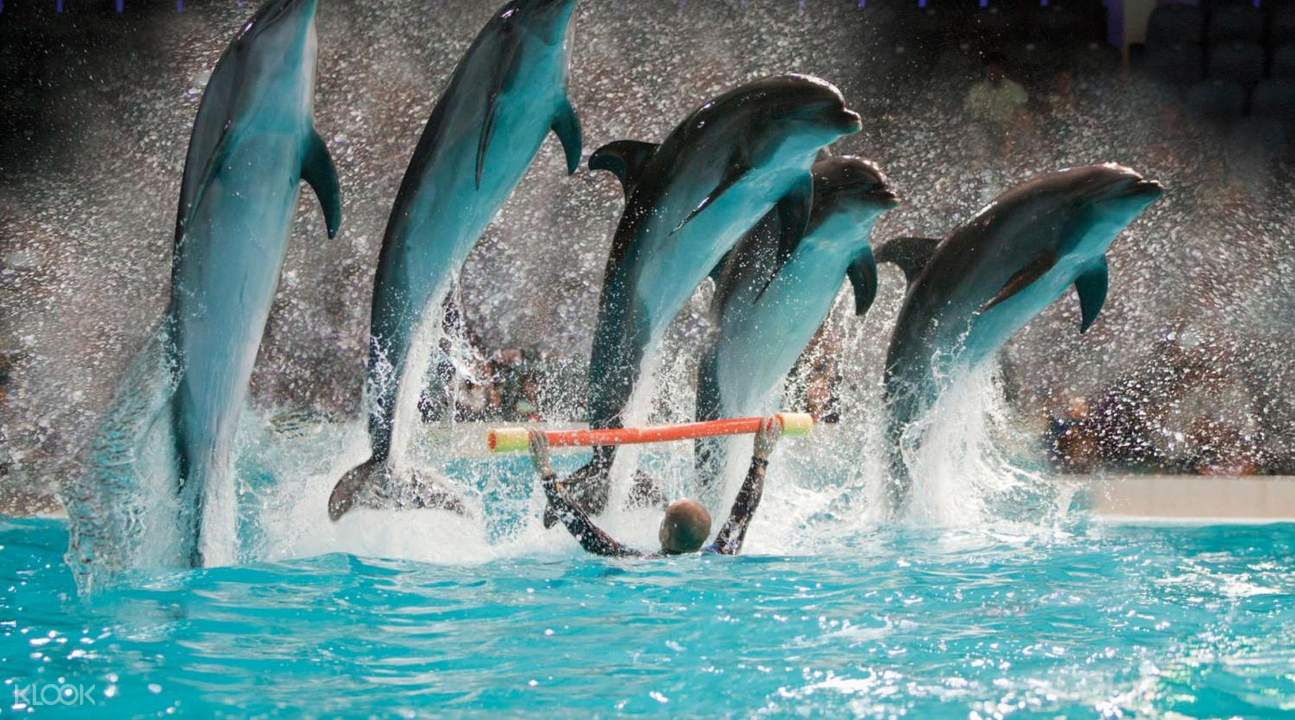 迪拜海豚館