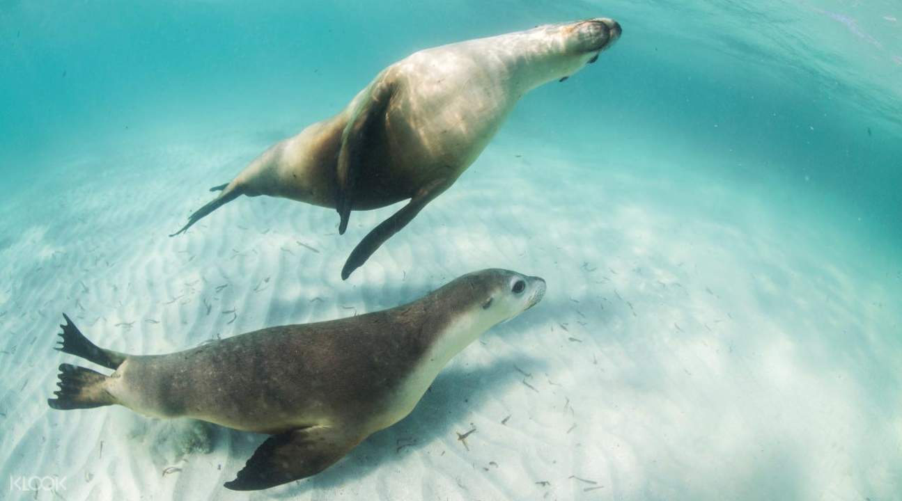 Sea Lion Tour with Optional Snorkeling Experience at Jurien Bay in