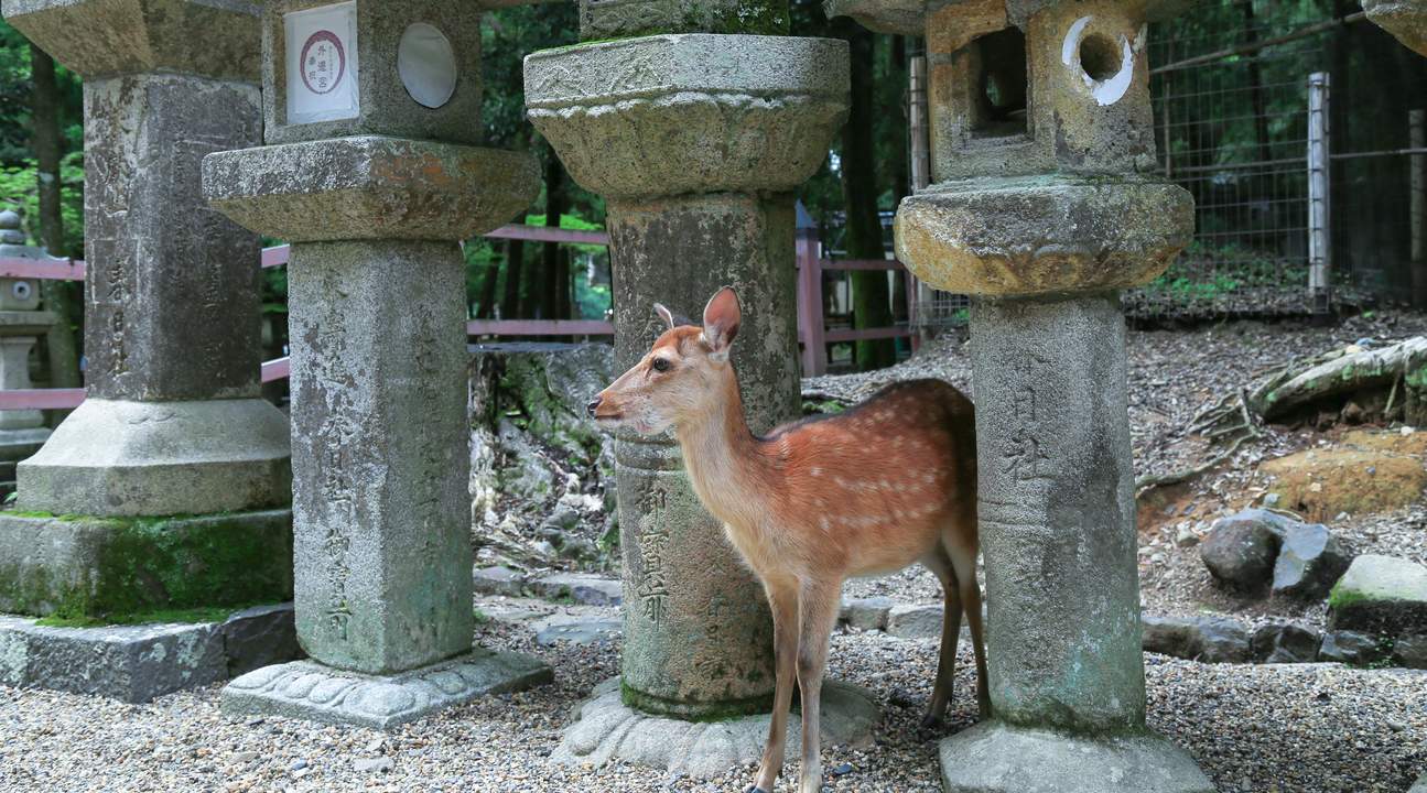 奈良的鹿