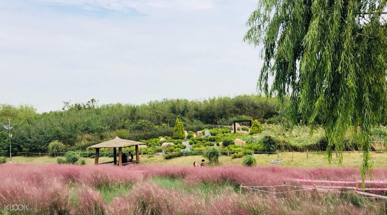 Kochia Scoparia, Pink Muhly Grass, & Dumulmeori Half Day Tour - Klook US