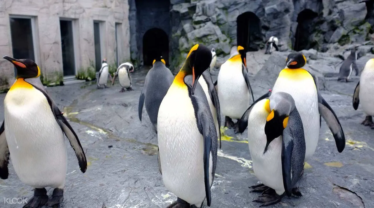 book hokkaido day tour to asahiyama zoo shirogane blue pond more from sapporo