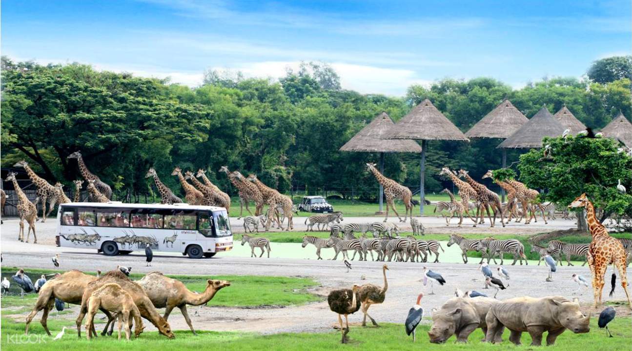 曼谷賽福瑞野生動物園(Safari World)接駁車