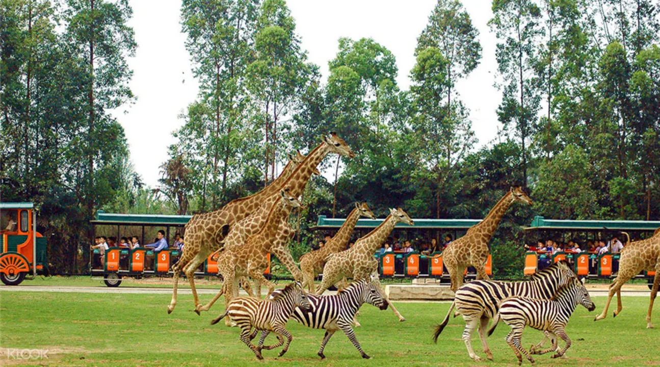 廣州長隆野生動物世界門票(中國籍遊客限定)