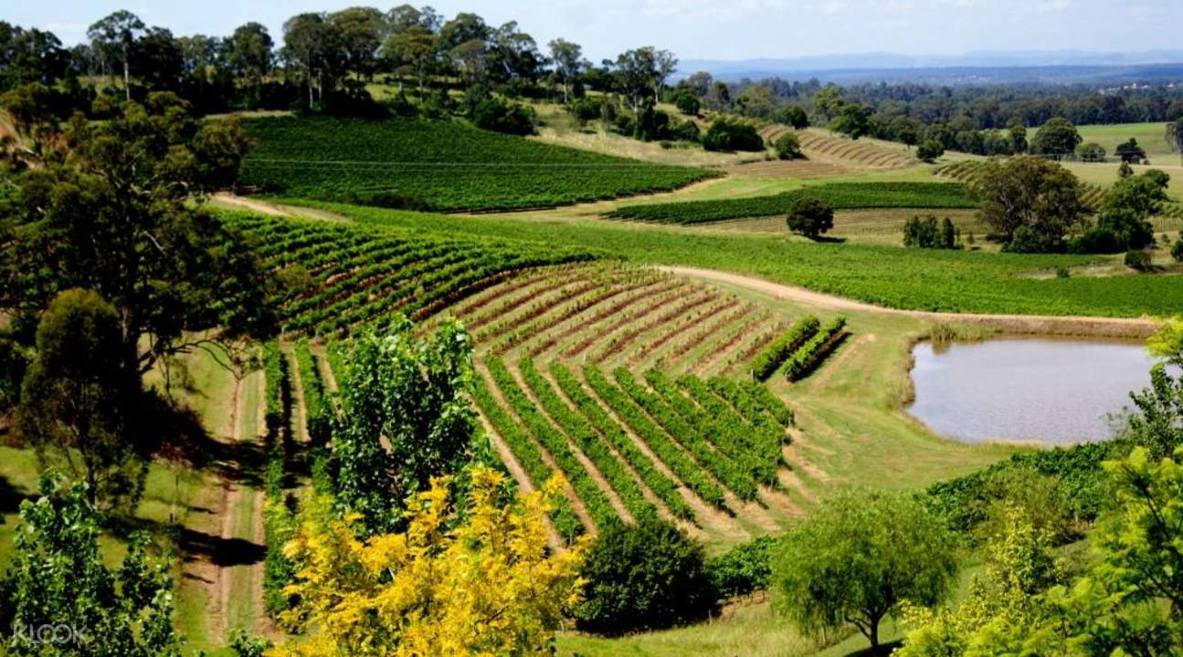 party wine tours hunter valley