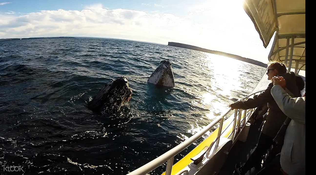 Jervis Bay Dolphin Cruise Klook Us