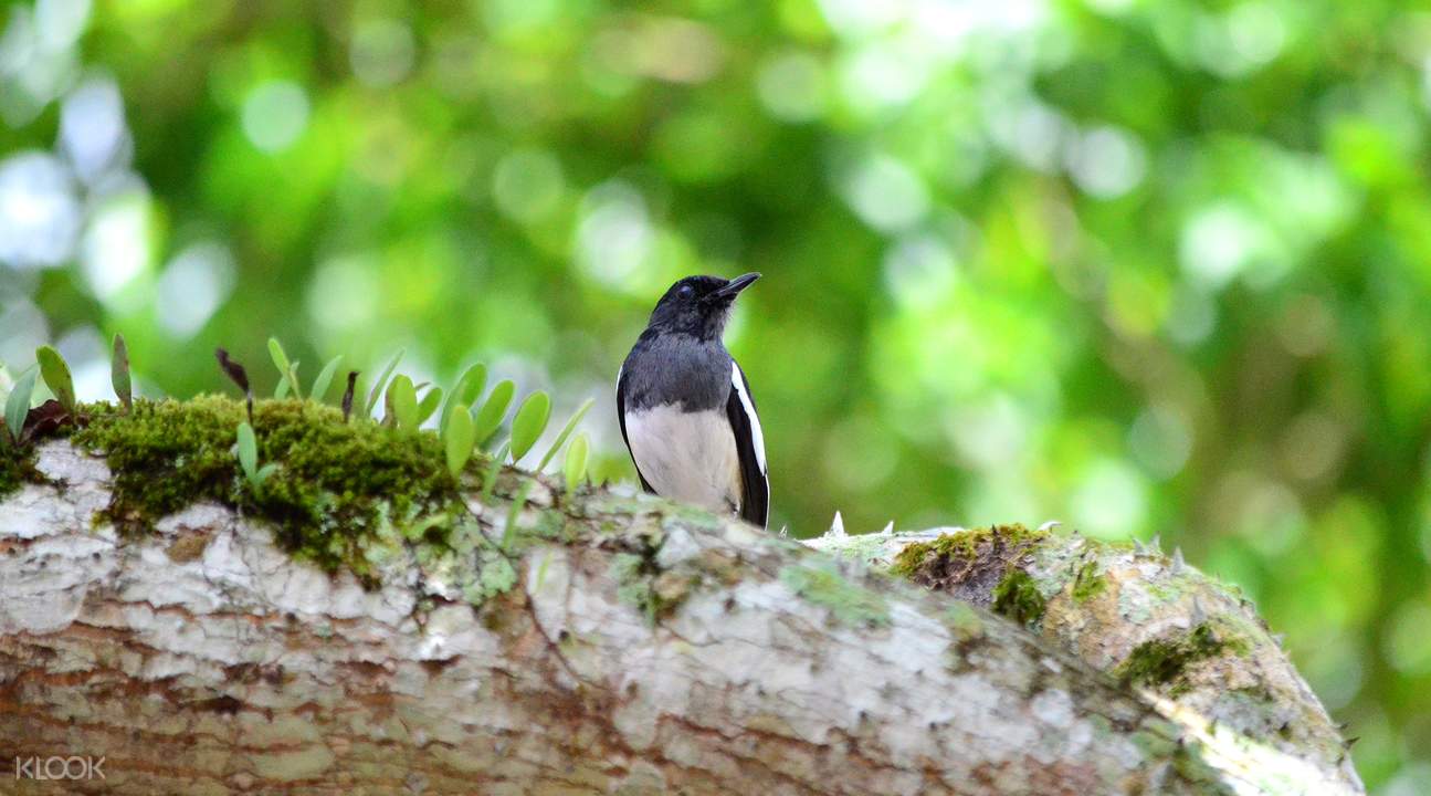 Day Tour Taman Nasional Taman Negara