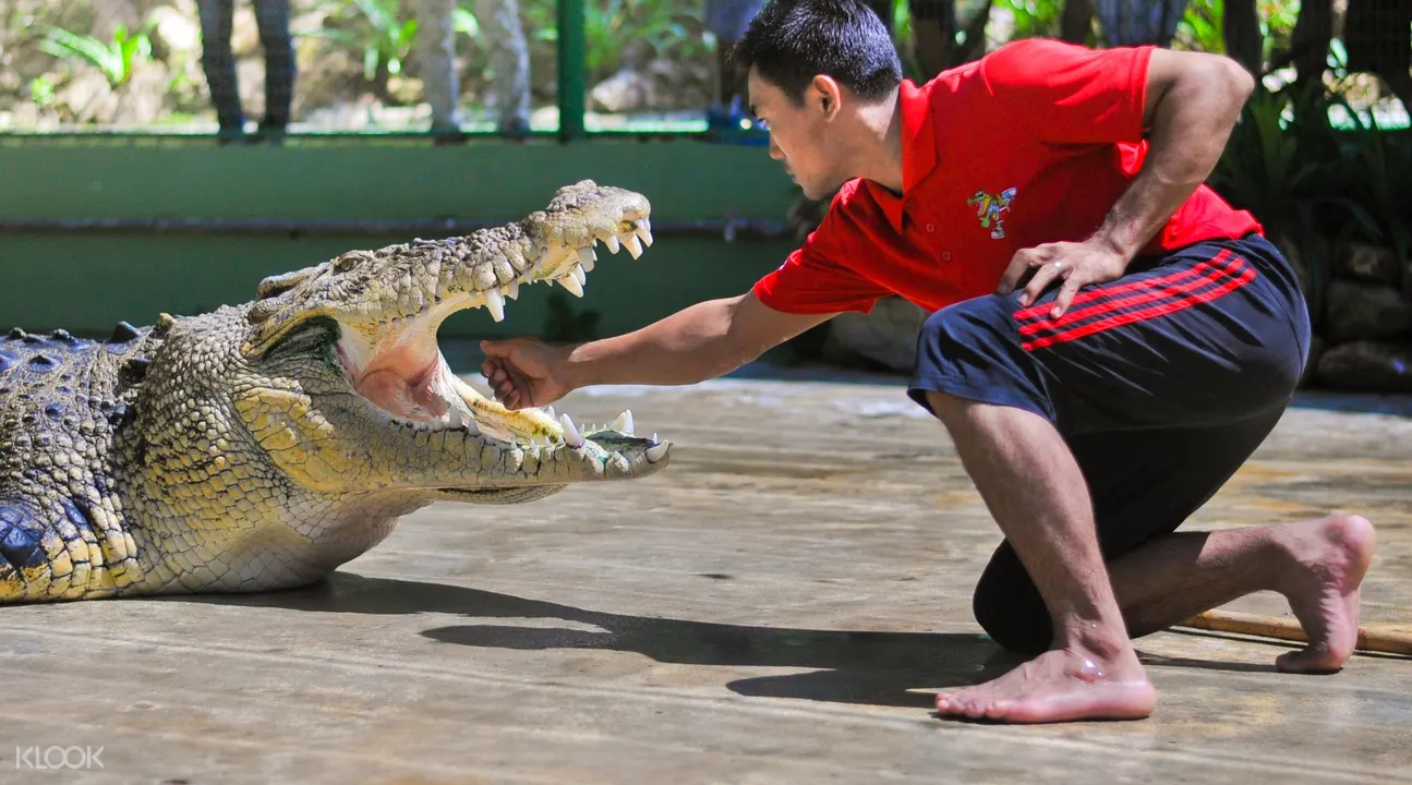 crocodile adventureland admission ticket