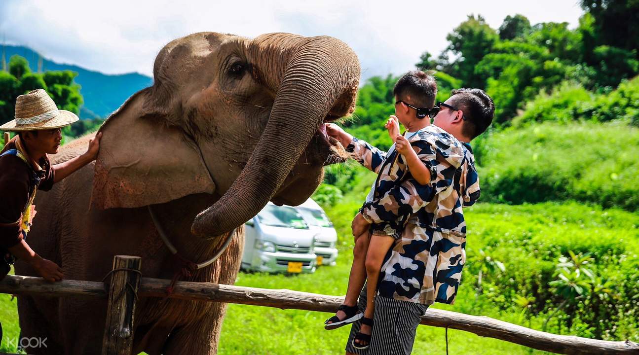 elephant special tours mae wang chiang mai thailand