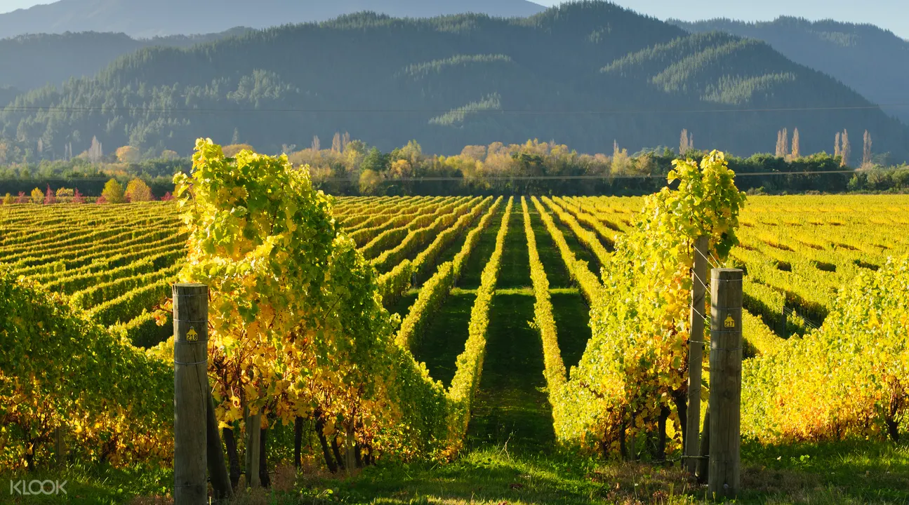 Marlborough S Best Full Day Tour