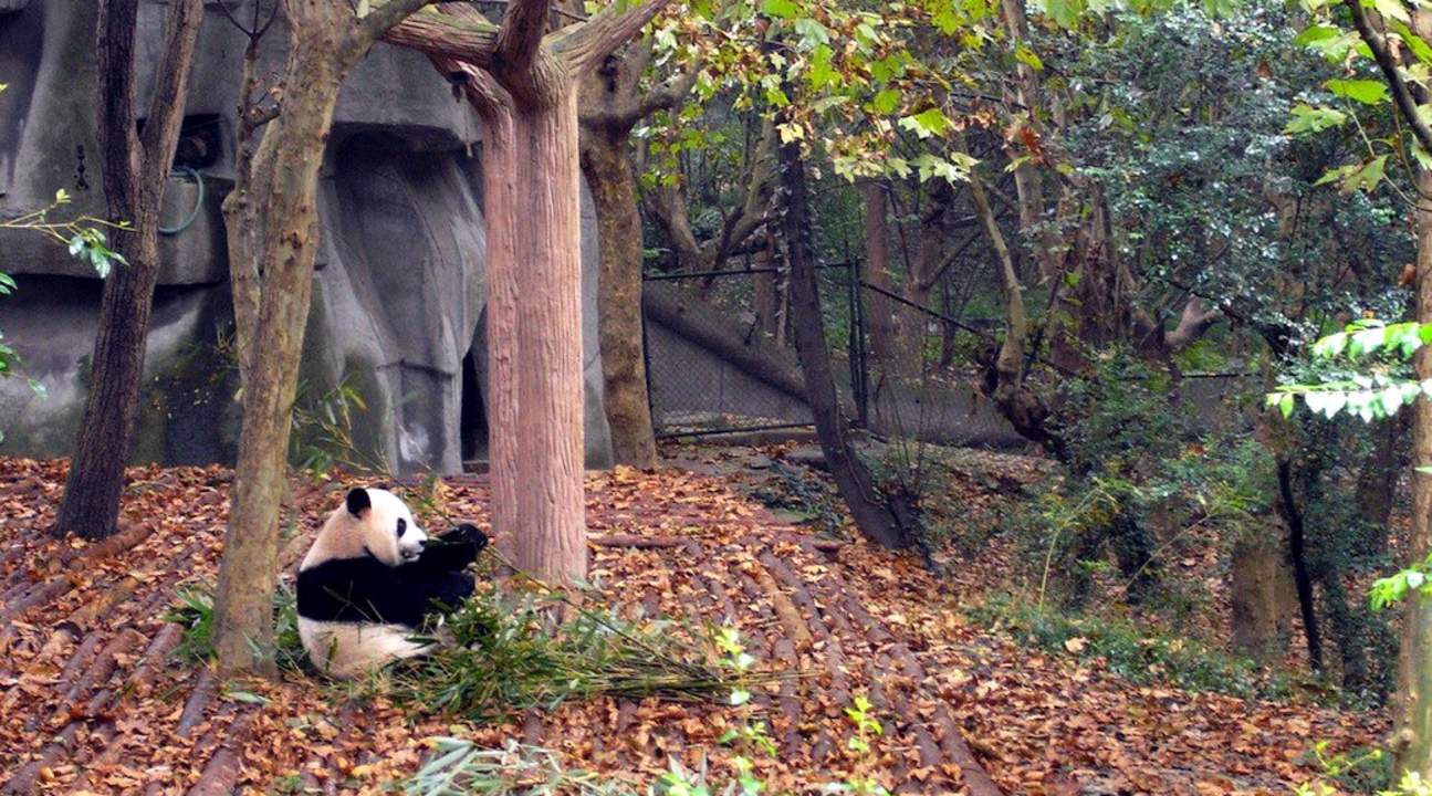 Base di ricerca sull'allevamento del panda gigante di Chengdu - Panda gigante