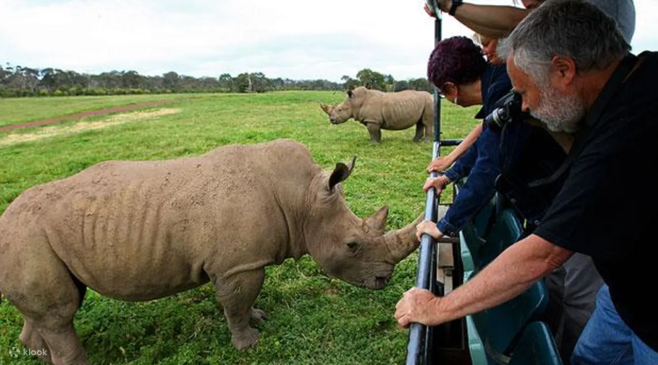 werribee open range zoo tour