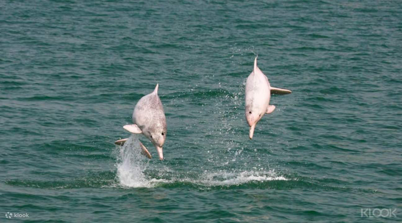粉紅海豚