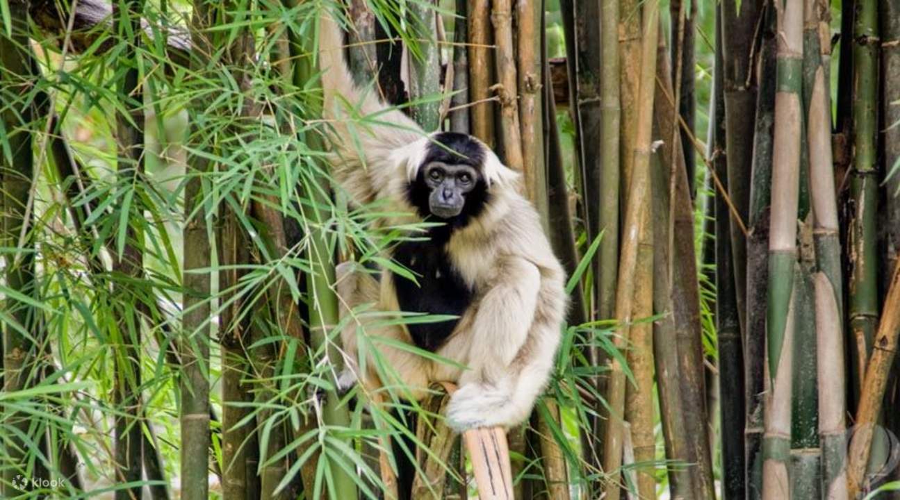 芭堤雅 Khao Kheow 動物園的猴子