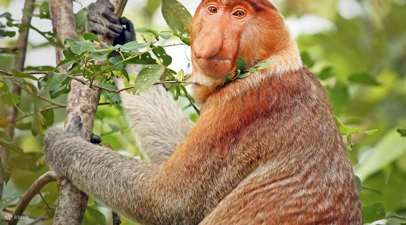 Обезьяны-носачи