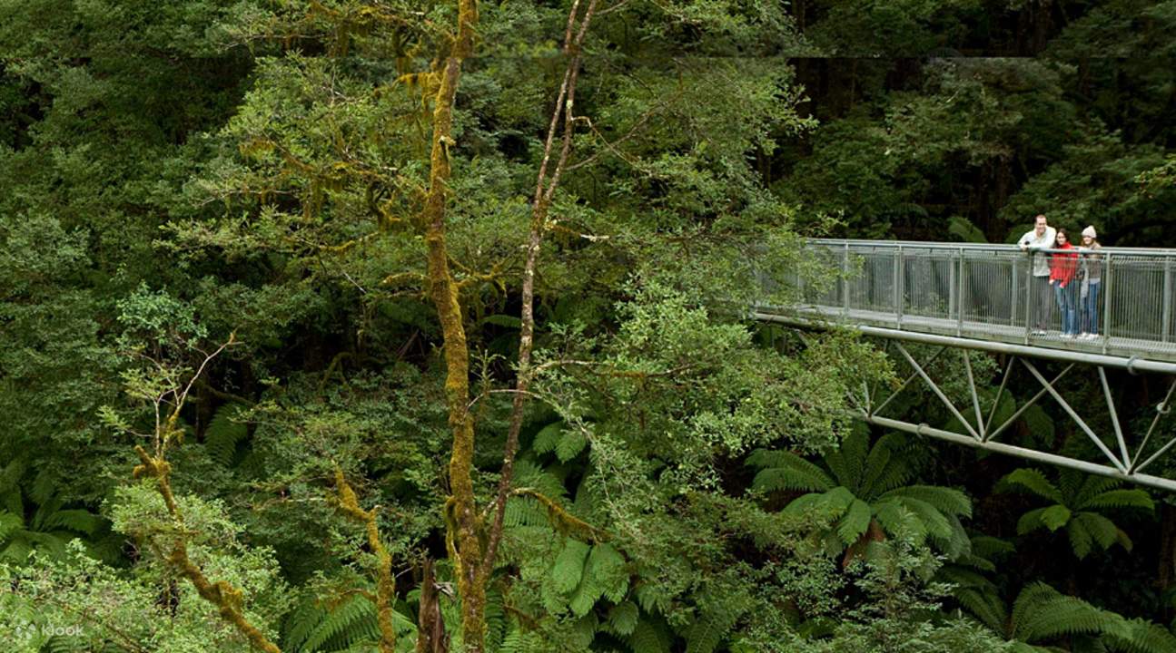 Otway Fly Treetops Walk