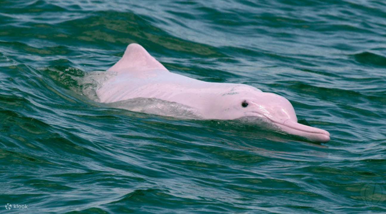 粉紅海豚