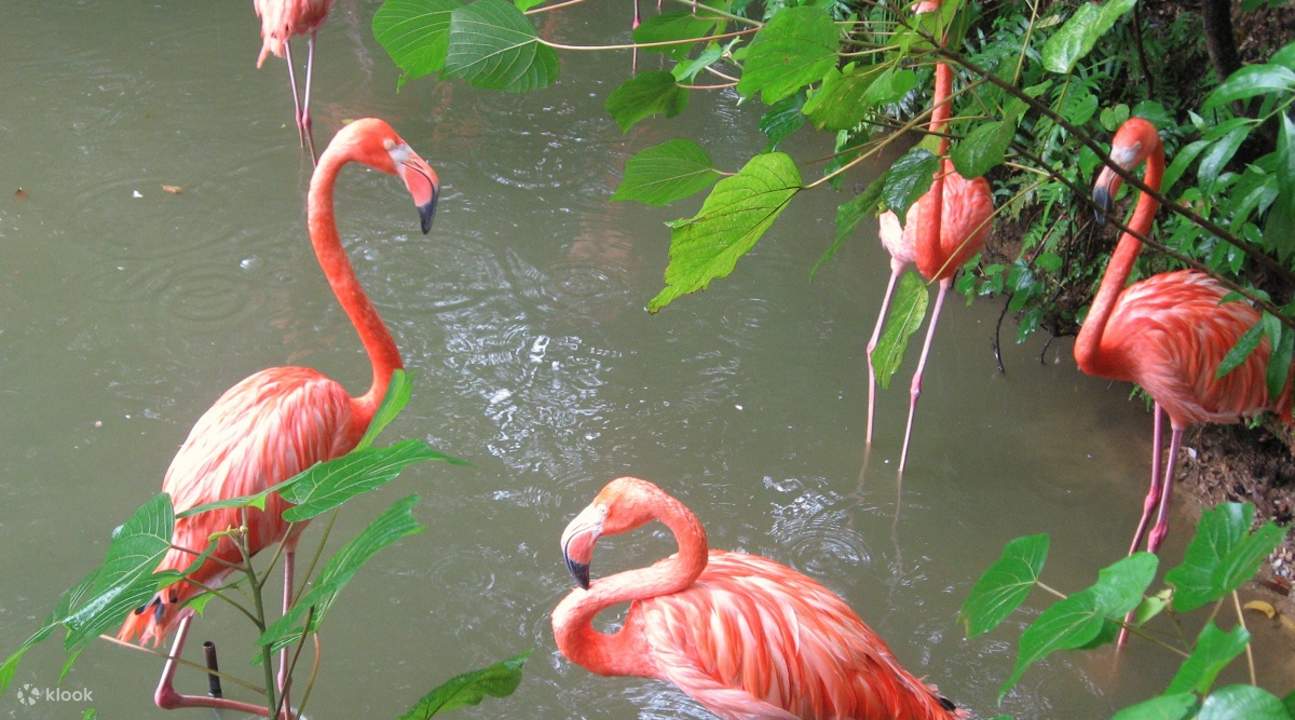 名護自然動植物公園門票