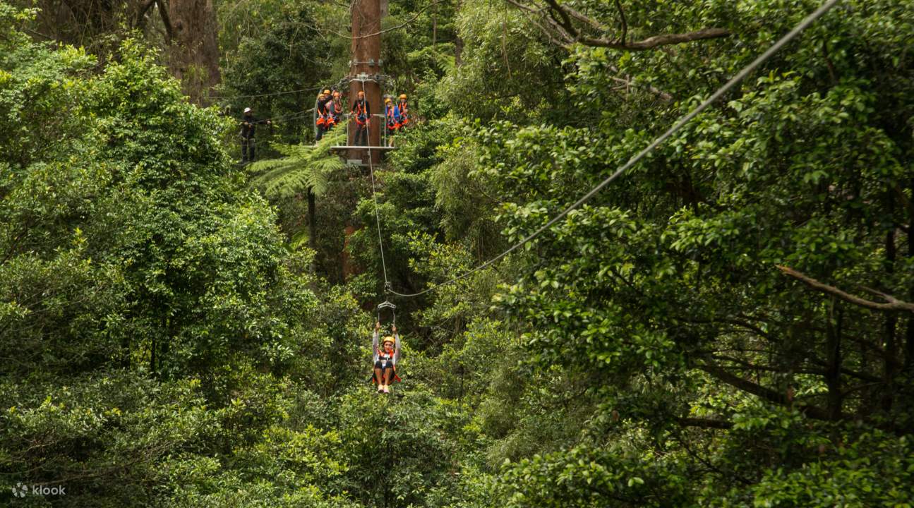 vé zipline bay illawarra