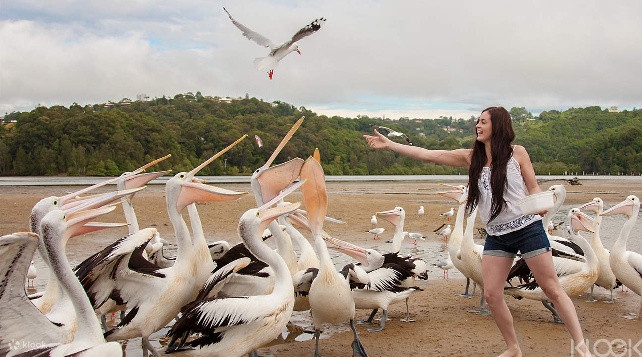 iventure vượt qua bờ biển vàng