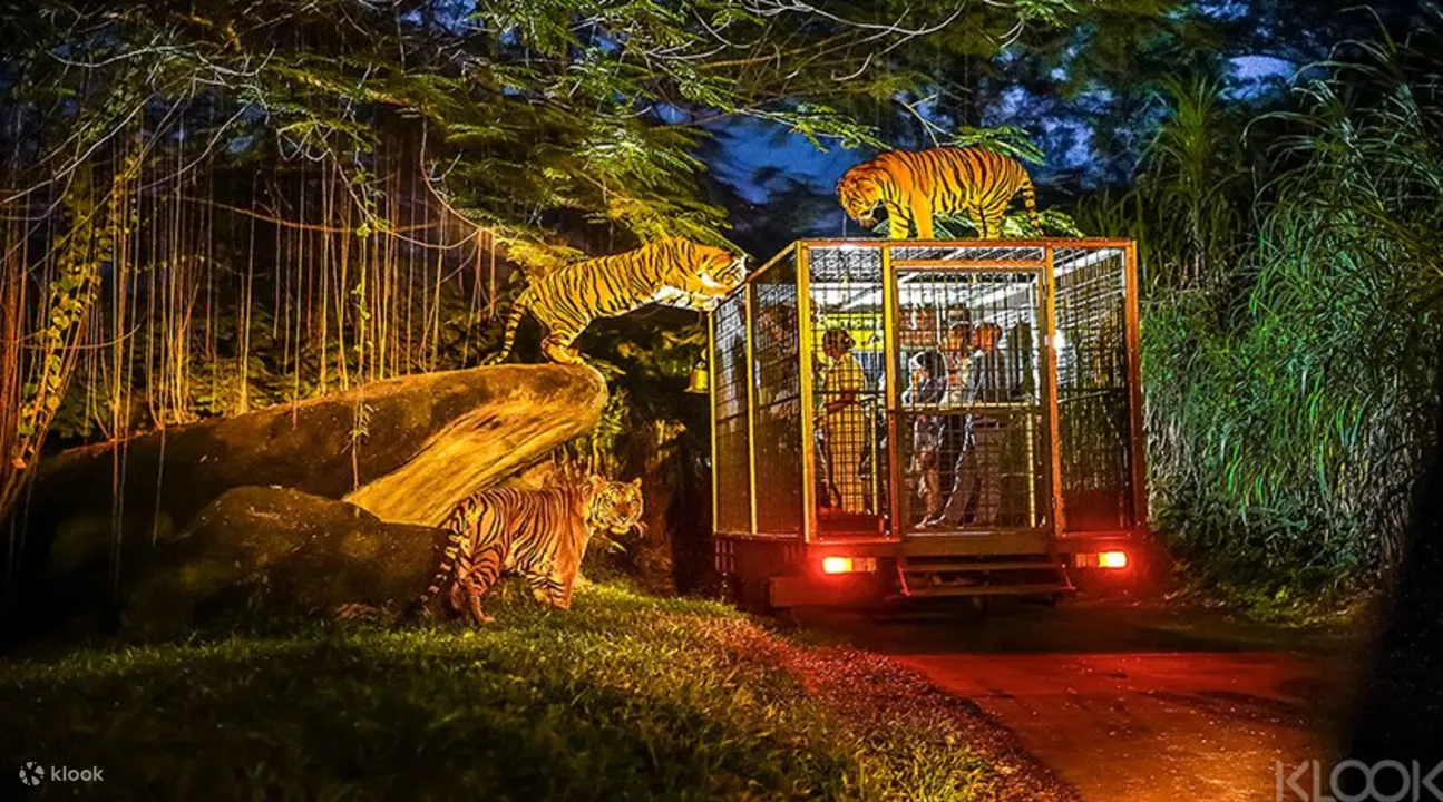 巴厘岛野生动物园夜间老虎邂逅