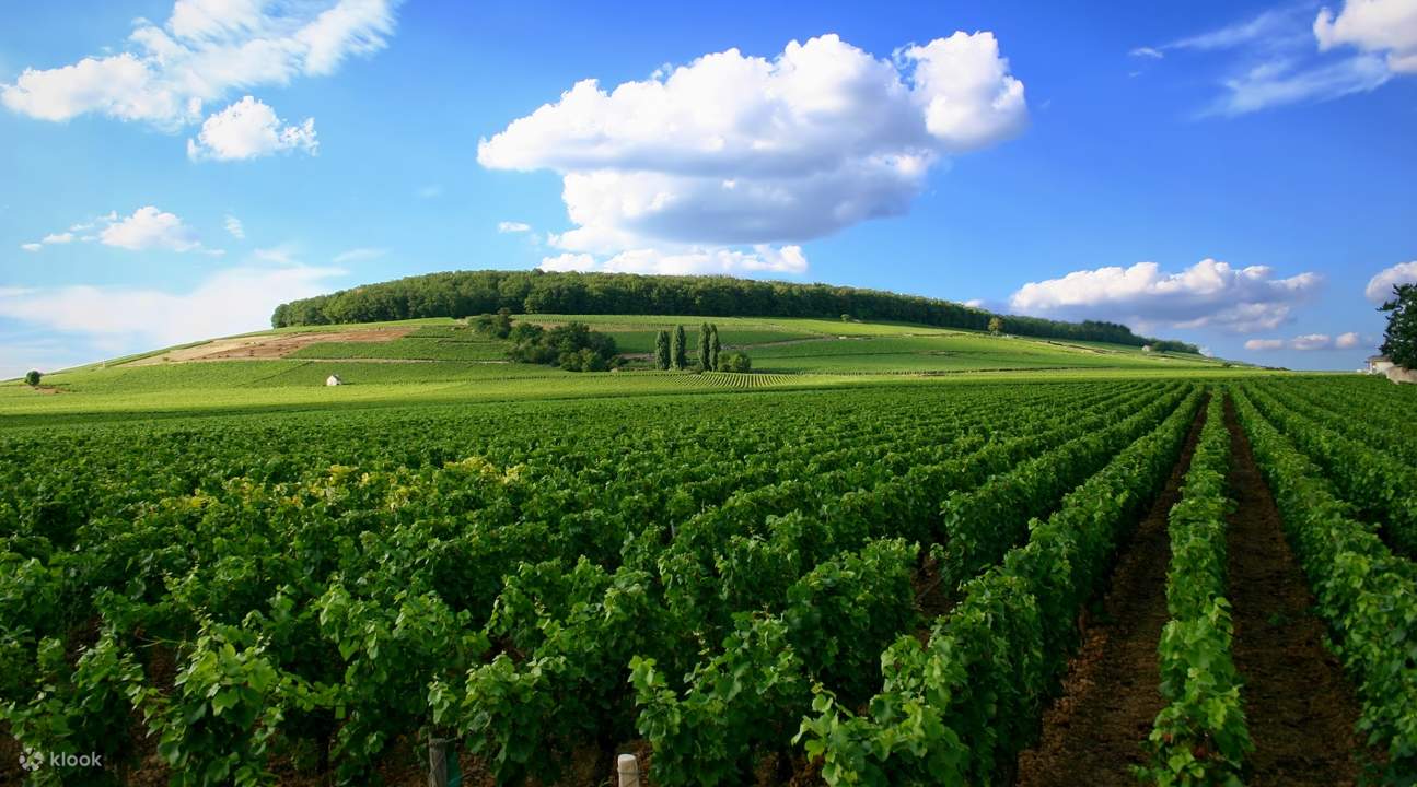 Burgundy store wine tours