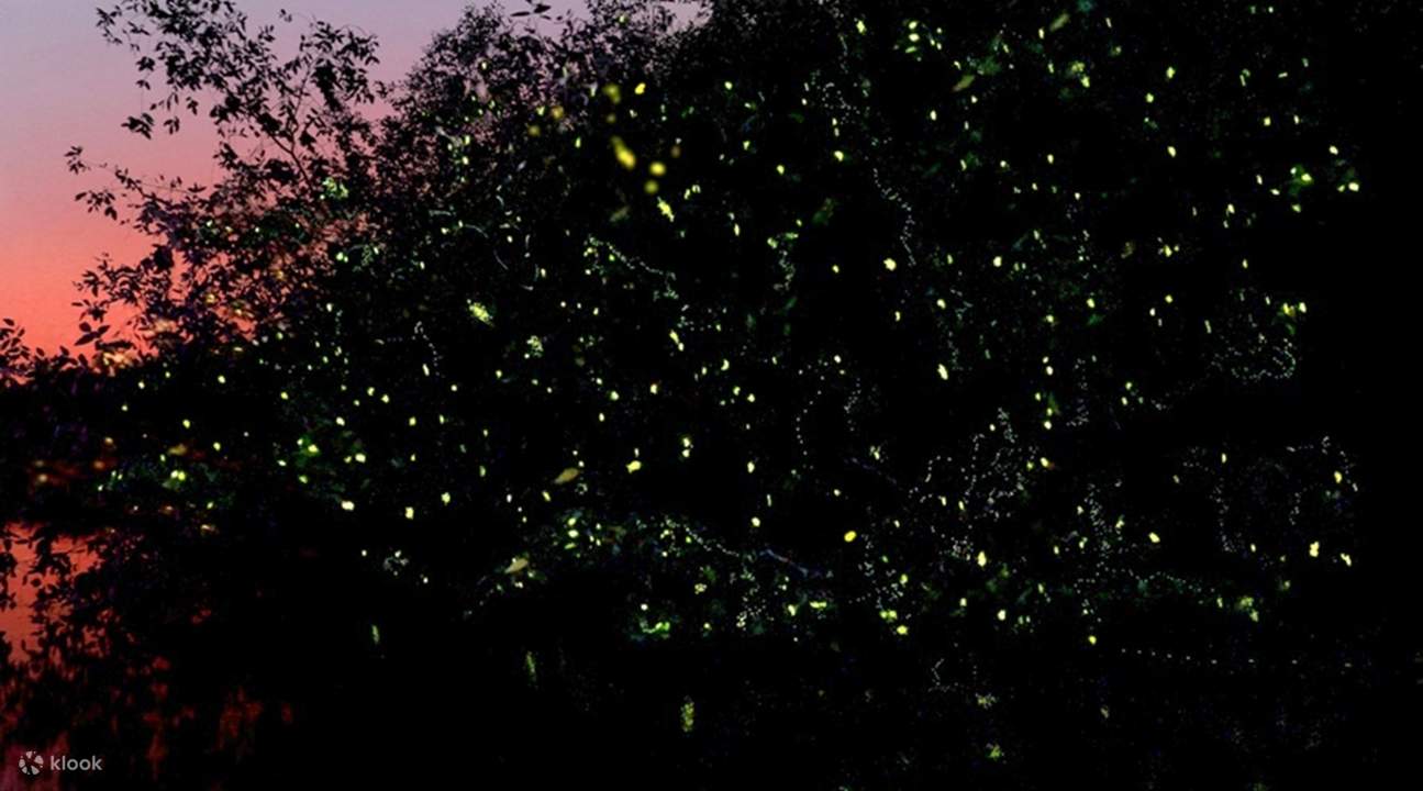 Coron Glittering Fireflies and Bioluminescence Night Tour Klook
