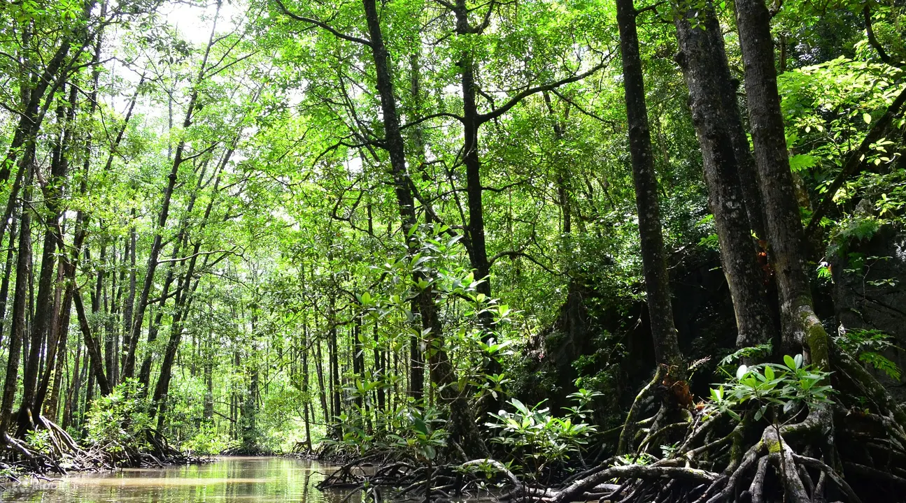 puerto princesa mangrove paddle tour