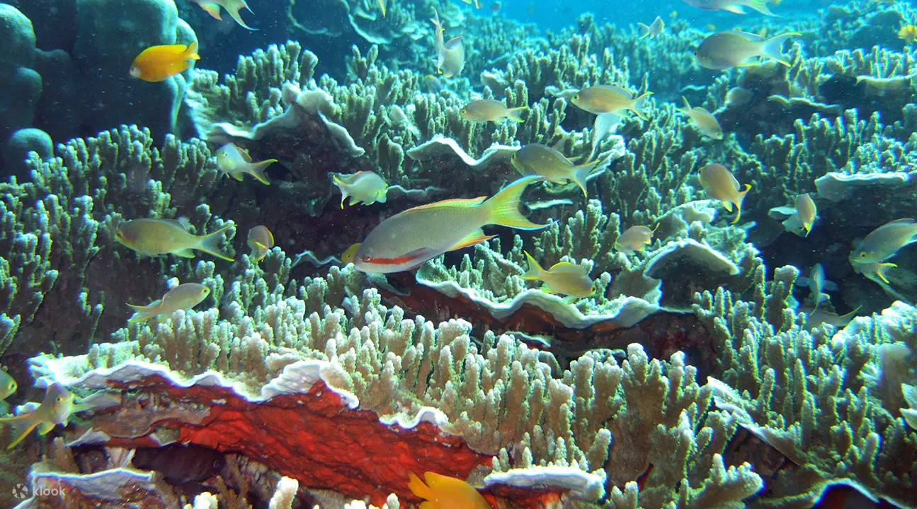 在pescador岛浮潜