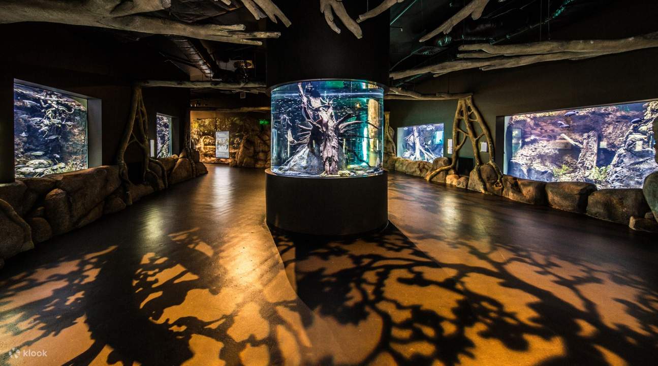 凱恩斯水族館 - 凱恩斯水族館展覽