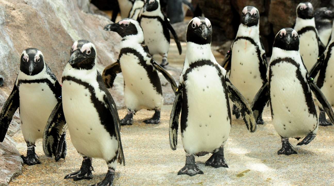 Kyoto Aquarium Admission Ticket in Japan Klook