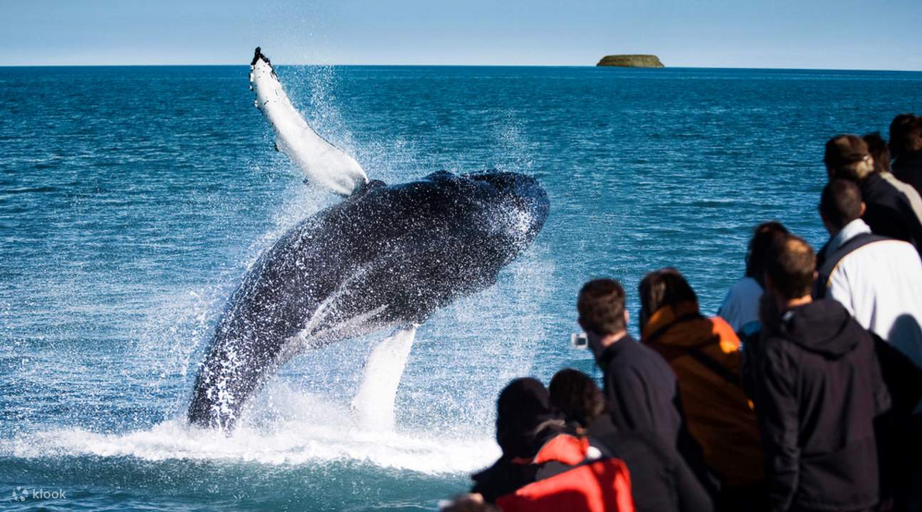 best whale watching in iceland