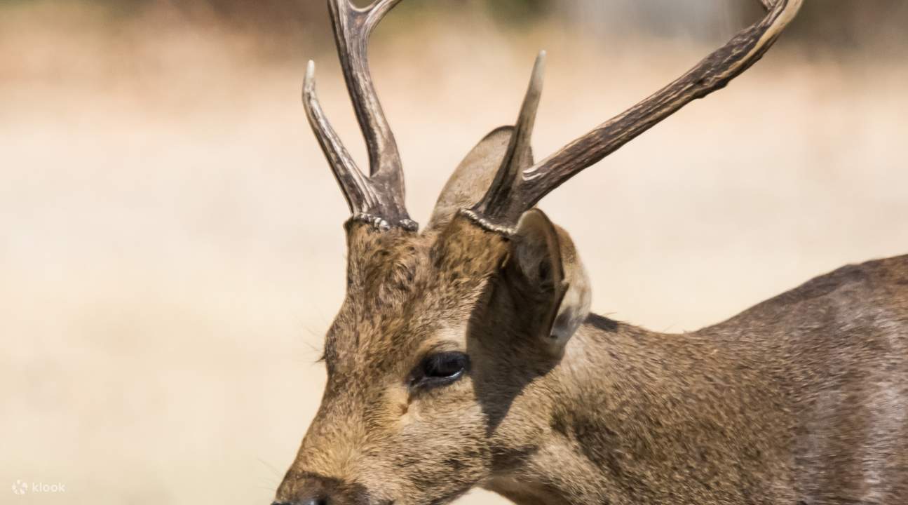 Fokussierte Aufnahme eines Hirsches mit verschwommenem Hintergrund