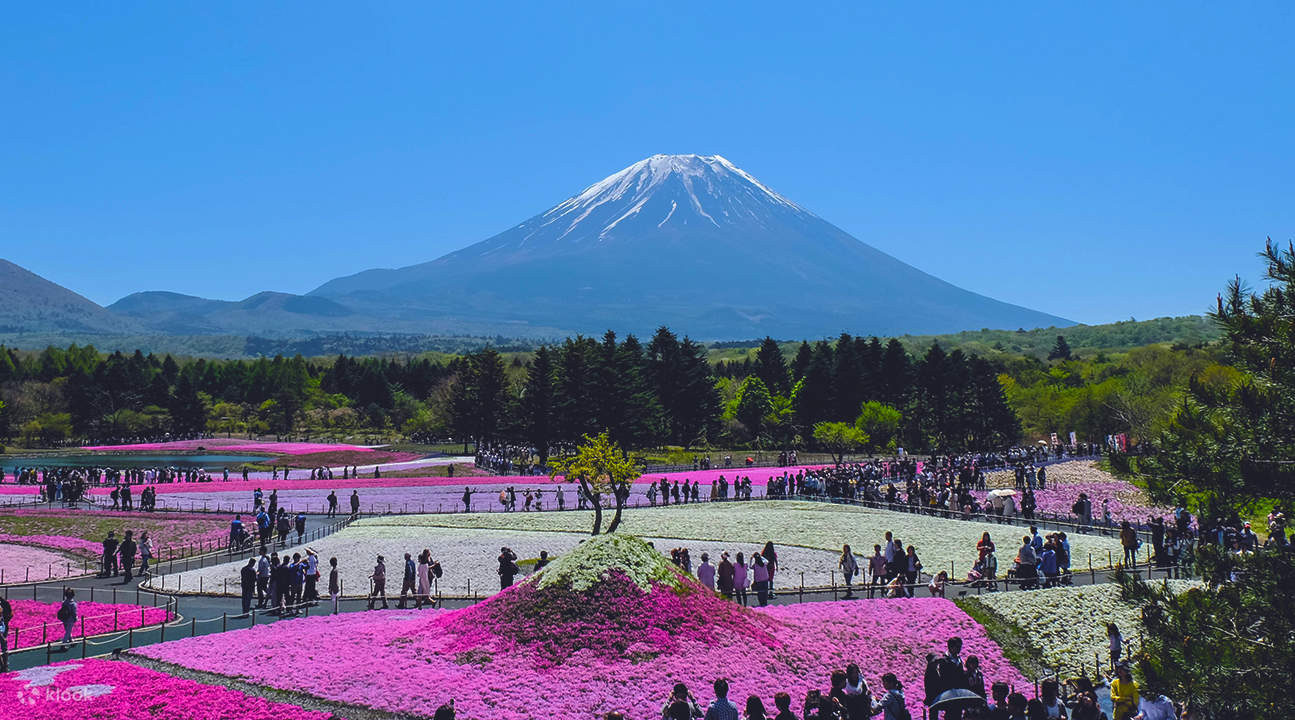 2017 Mt. Fuji Shibazakura Festival Tokyo Day Trip - Klook Việt Nam