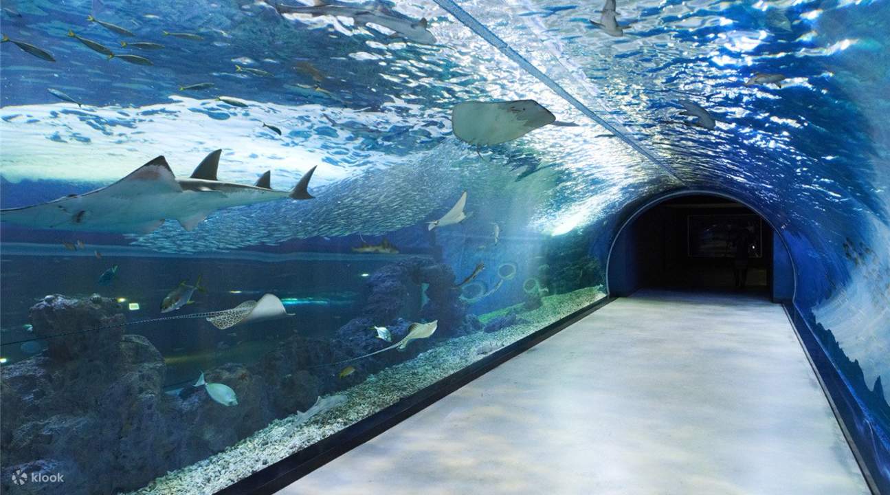 submarine tunnel jeju aquaplanet